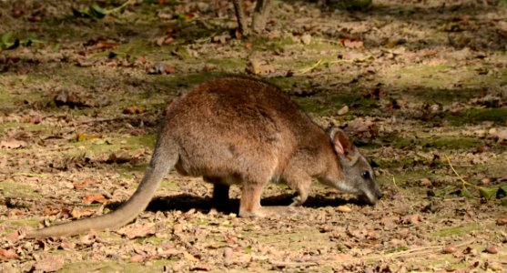 Macropus parma Parc des Oiseaux 21 10 2015 1