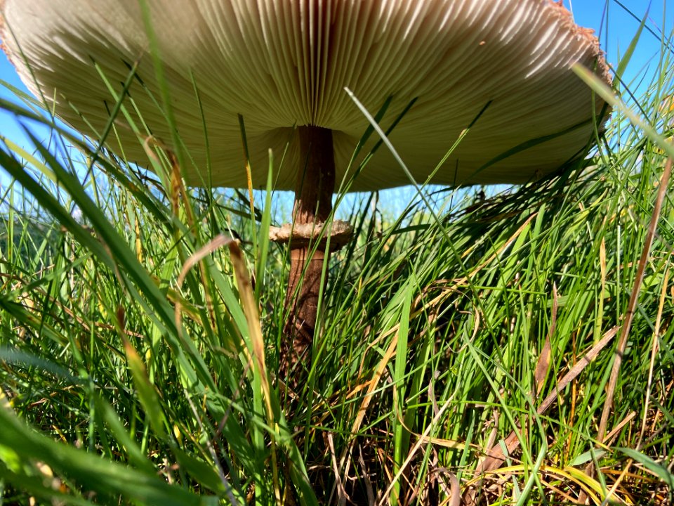 Macrolepiota procera 101728718