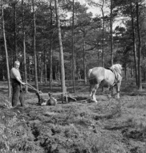 Machines, werktuigen, arbeiders, werkzaamheden, bossen, paarden, Bestanddeelnr 251-9310