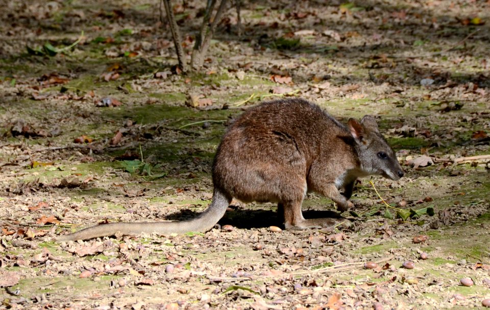 Macropus parma Parc des Oiseaux 21 10 2015 3