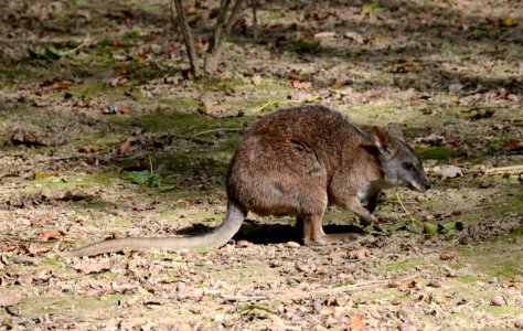 Macropus parma Parc des Oiseaux 21 10 2015 3