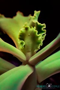 Macro Test 1 0 (253785369)