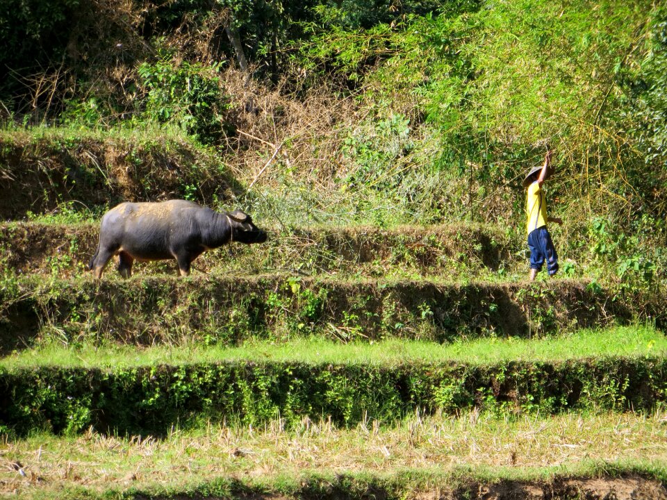 Working in rice fields rural landscape peasant