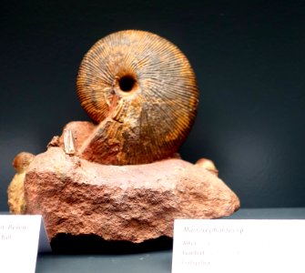 Macrocephalites sp. - Naturhistorisches Museum, Braunschweig, Germany - DSC05106