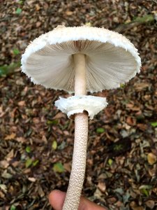 Macrolepiota procera 98372582