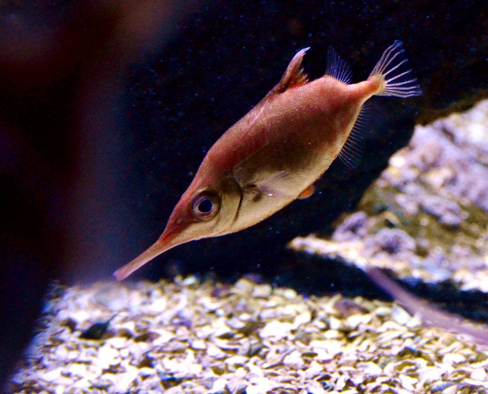 Macroramphosus scolopax Scheveningen Sea Life 15022016 1