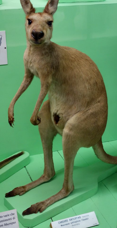 Macropus antilopinus (female) - Museo Civico di Storia Naturale Giacomo Doria - Genoa, Italy - DSC02920