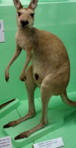 Macropus antilopinus (female) - Museo Civico di Storia Naturale Giacomo Doria - Genoa, Italy - DSC02920