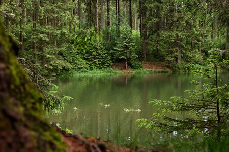 Resin coniferous forest trees photo