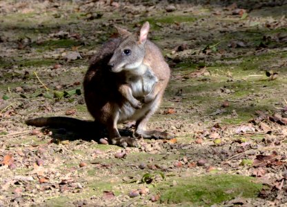 Macropus parma Parc des Oiseaux 21 10 2015 2