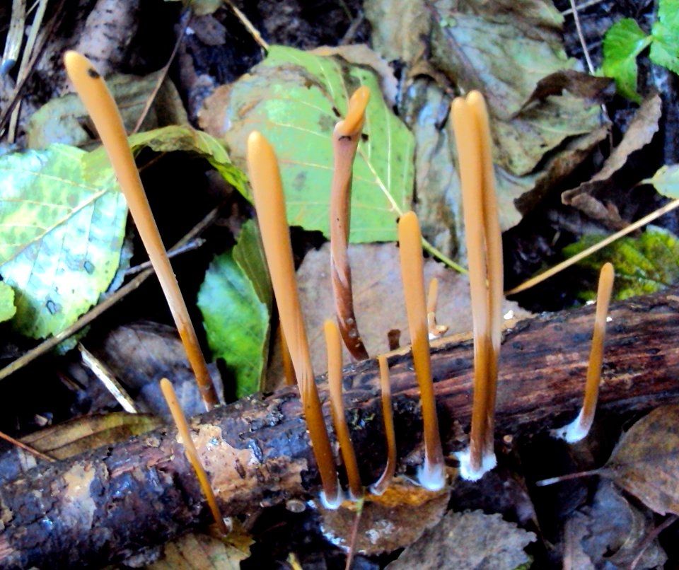 Macrotyphula fistulosa Podkomorské lesy