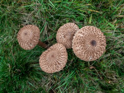 Macrolepiota procera 11-2016