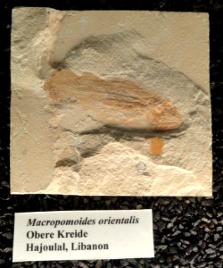 Macropomoides orientalis - Naturmuseum Senckenberg - DSC02204