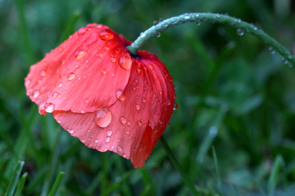 Poppy flower wet raindrop