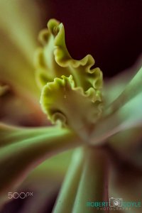 Macro Test 2 0 (253785387)