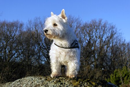 White highland west