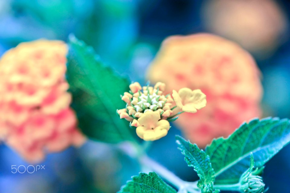 Macro Nature Flower Shots (211357711)
