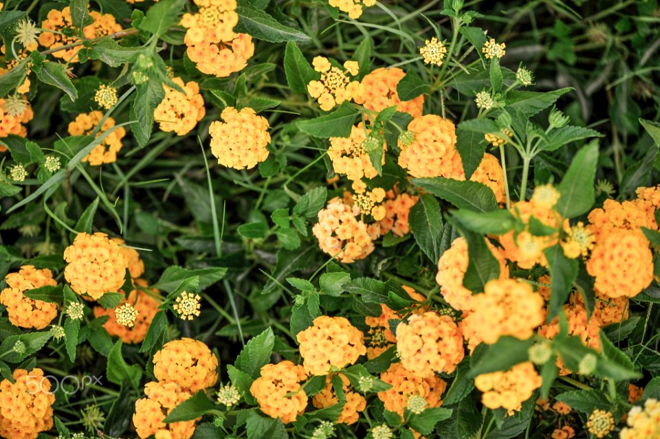 Macro Nature Flower Shots (211357713)