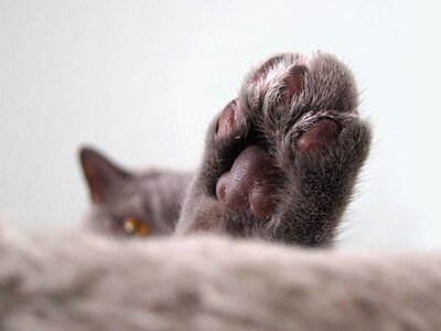 Cat close paw