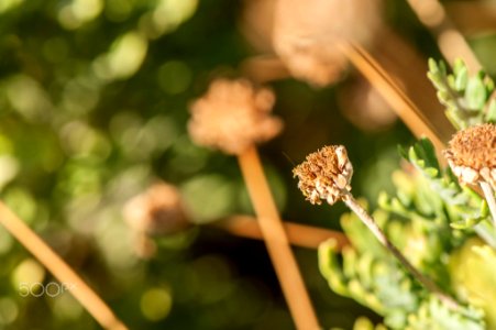 Macro Nature Flower Shots (211357671)