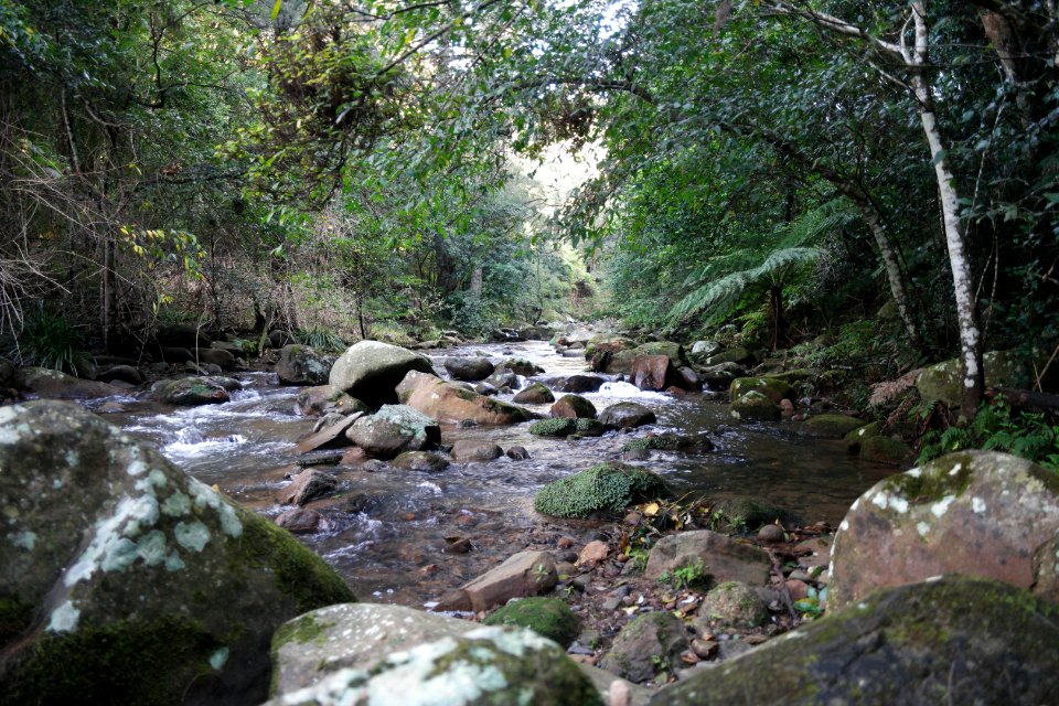 Macquarie Rivulet, Macquarie Pass National Park, New South Wales, Australia 17