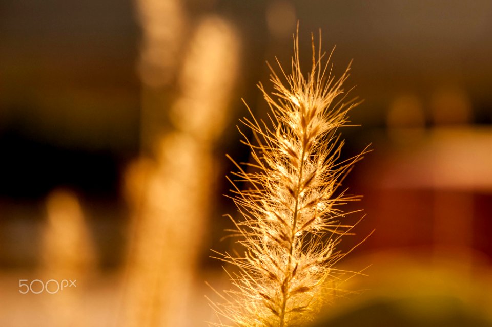 Macro Nature Flower Shots (211357683)