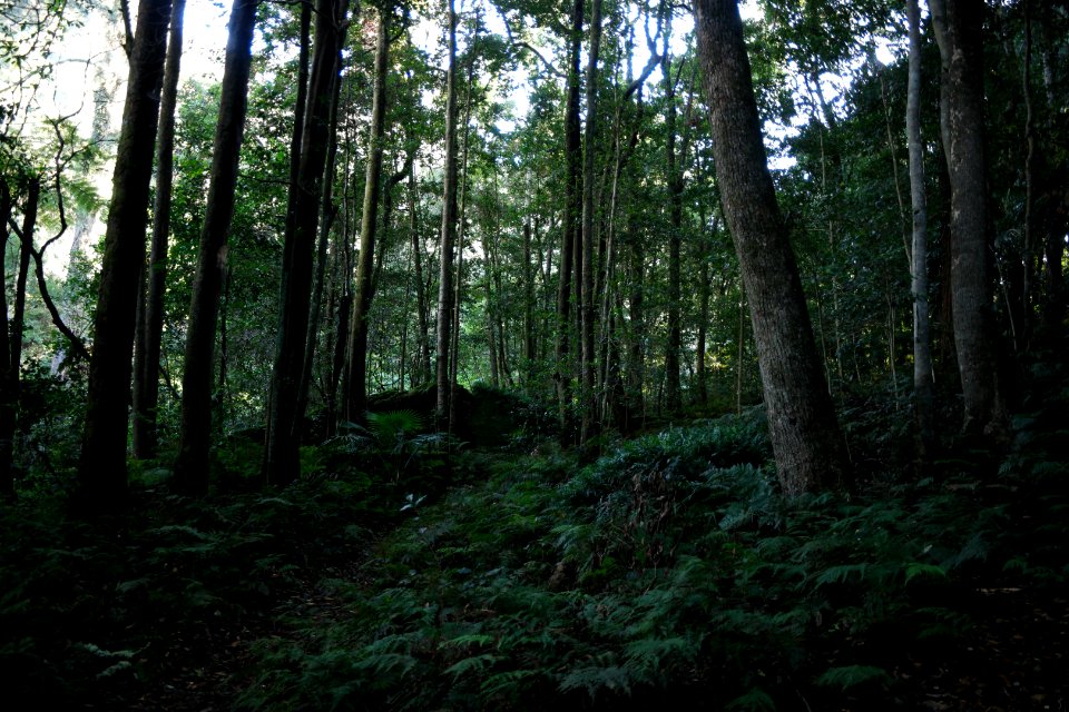 Macquarie Rivulet, Macquarie Pass National Park, New South Wales, Australia 27