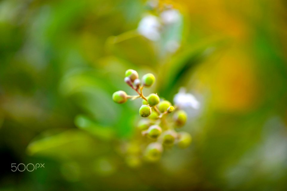 Macro Nature Flower Shots (211357709)