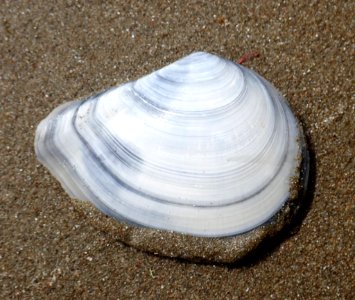 Macomona liliana 29851775