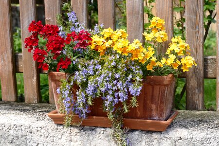 Nature balcony plant facade