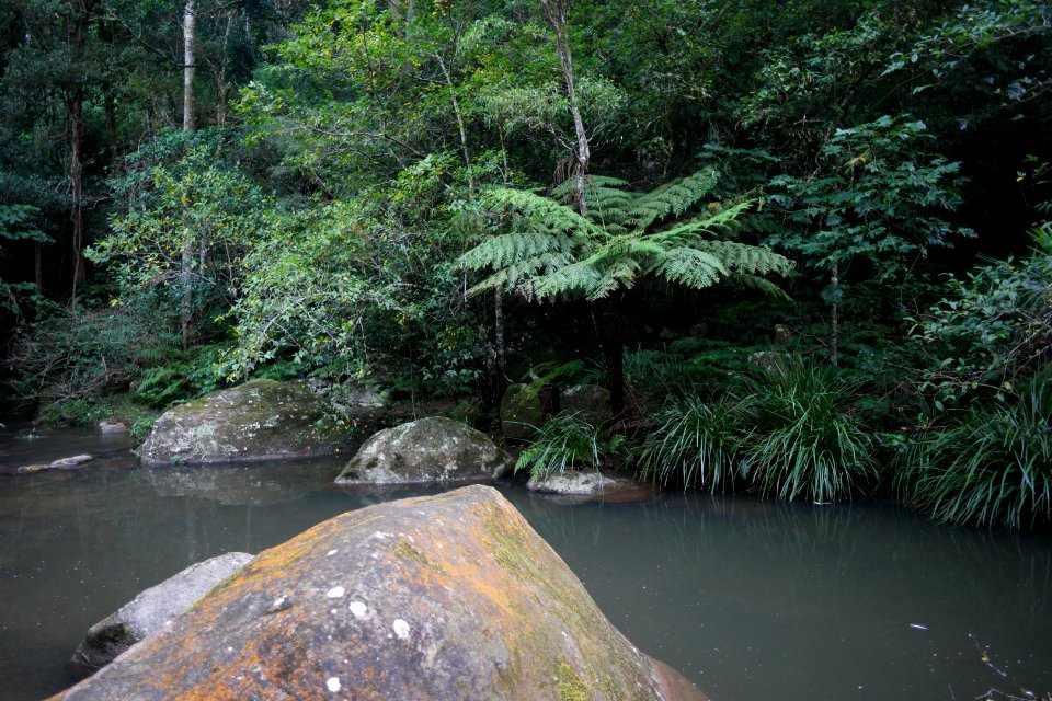 Macquarie Rivulet, Macquarie Pass National Park, New South Wales, Australia 38