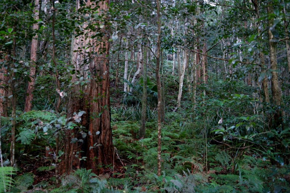 Macquarie Rivulet, Macquarie Pass National Park, New South Wales, Australia 19