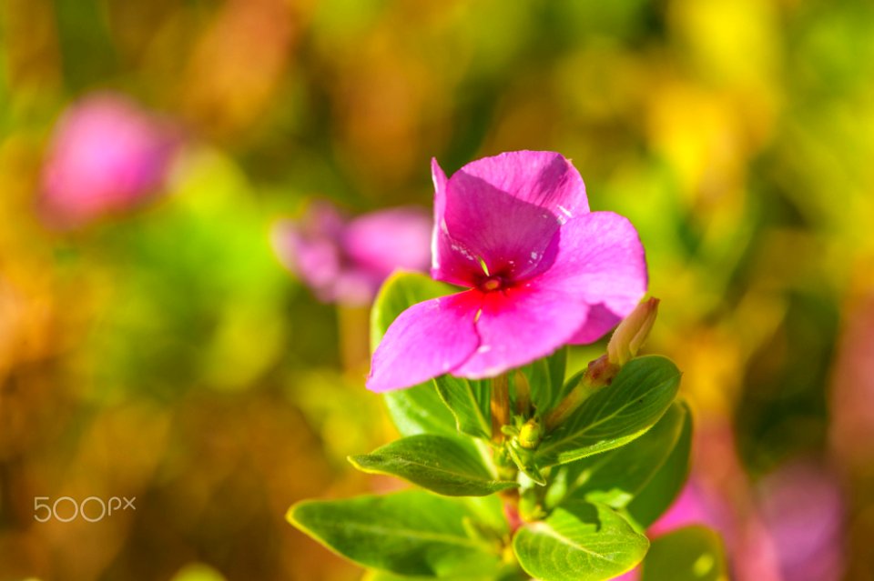 Macro Nature Flower Shots (211357673)