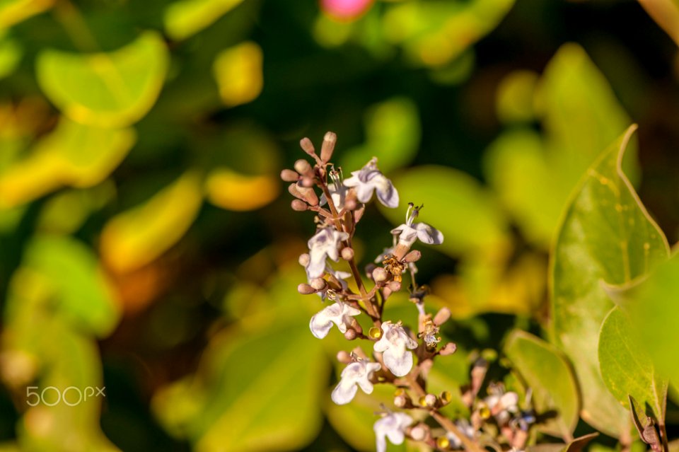 Macro Nature Flower Shots (211357677)