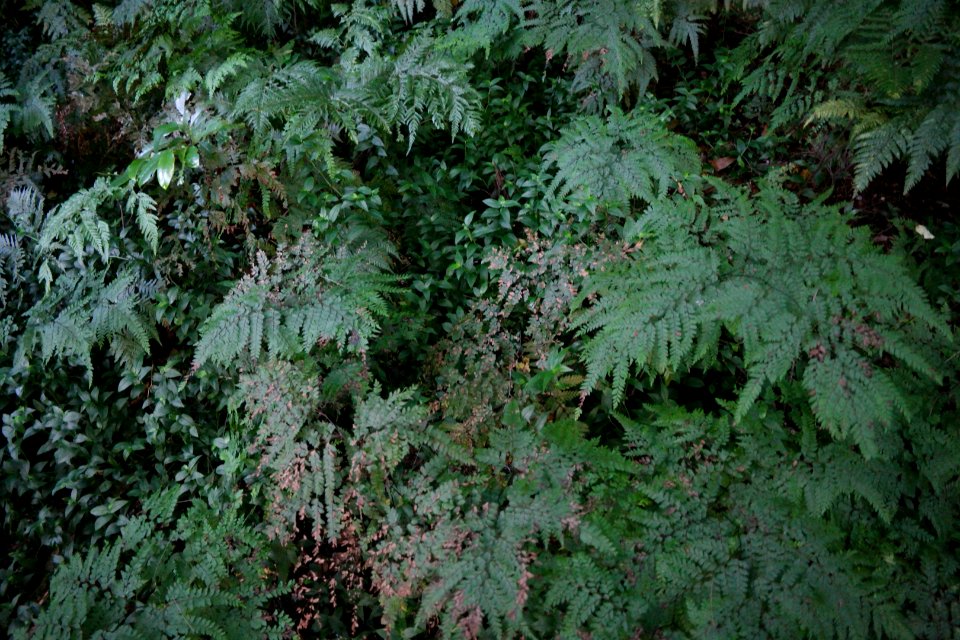 Macquarie Rivulet, Macquarie Pass National Park, New South Wales, Australia 10