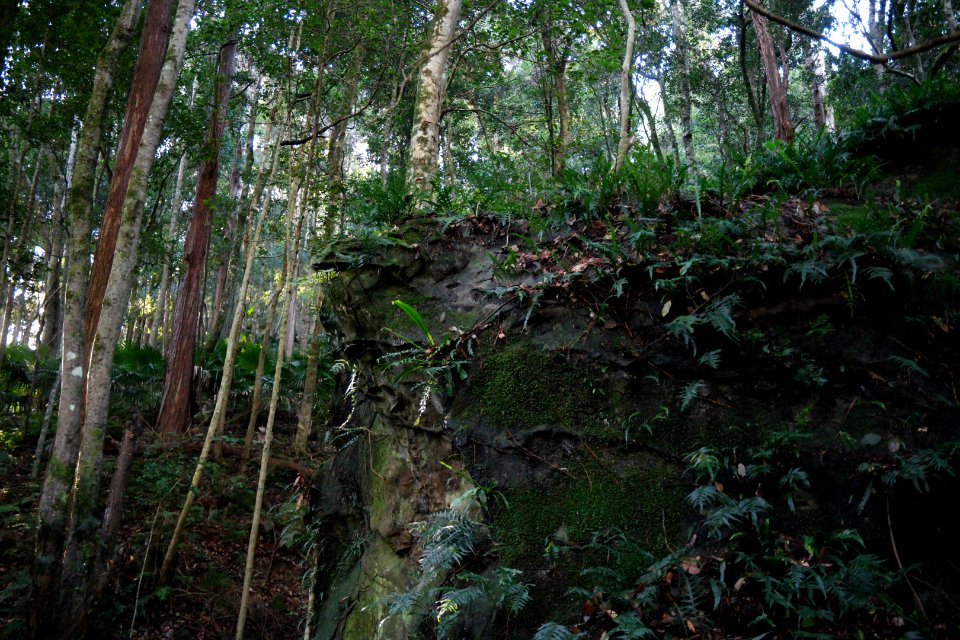 Macquarie Rivulet, Macquarie Pass National Park, New South Wales, Australia 28