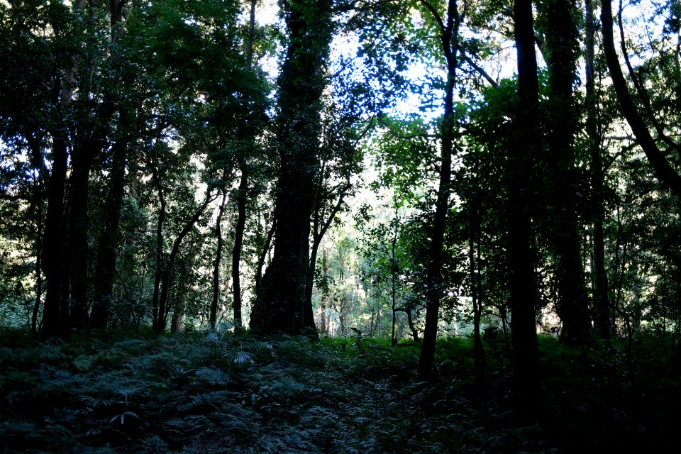 Macquarie Rivulet, Macquarie Pass National Park, New South Wales, Australia 04