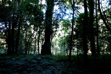 Macquarie Rivulet, Macquarie Pass National Park, New South Wales, Australia 04