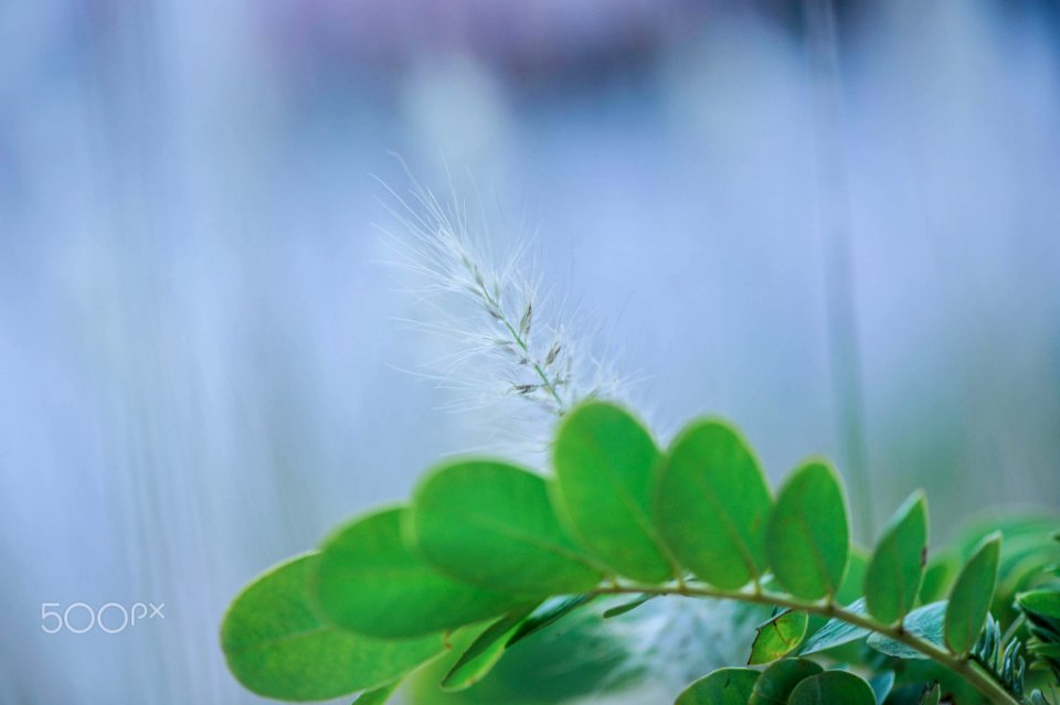 Macro Nature Flower Shots (211357707)