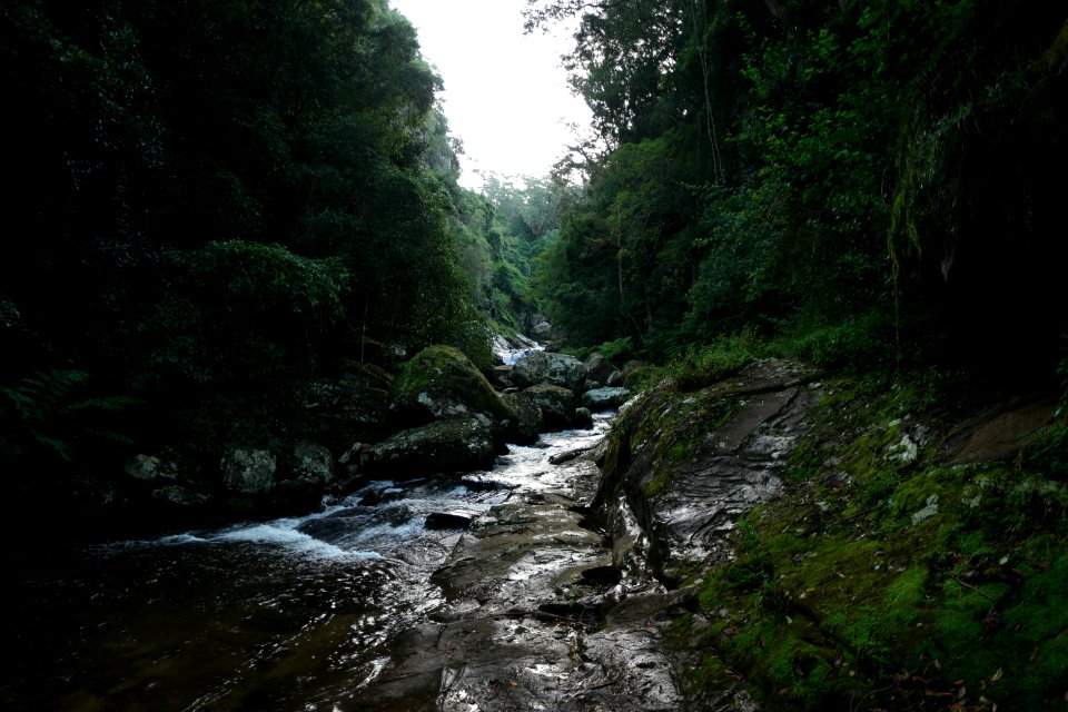 Macquarie Rivulet, Macquarie Pass National Park, New South Wales, Australia 59