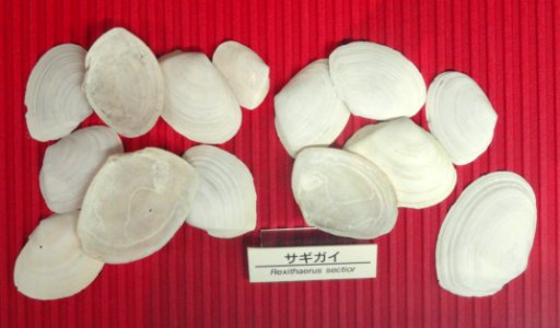 Macoma sectior - Osaka Museum of Natural History - DSC07772