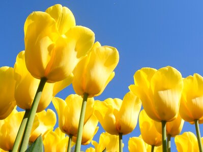 Tulip spring holland photo
