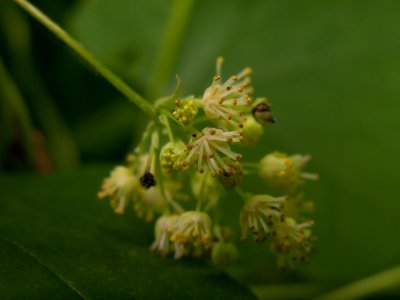 Menispermum canadense, 2015-06-02, Frick Park, 01