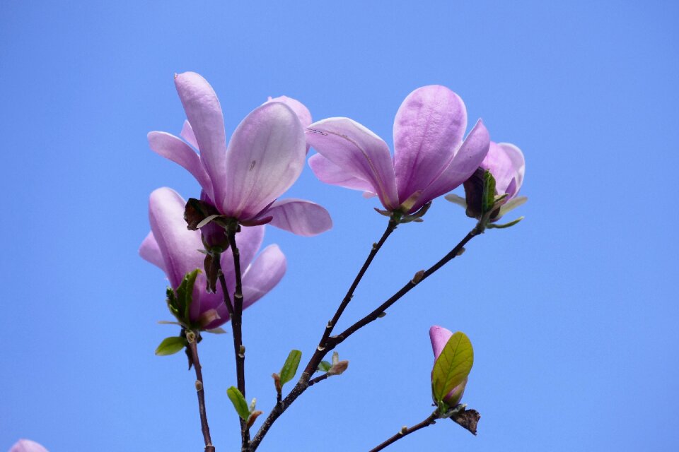 Blossom bloom pink