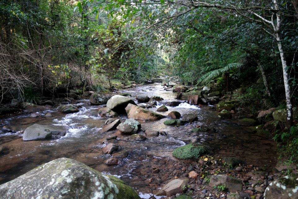 Macquarie Rivulet, Macquarie Pass National Park, New South Wales, Australia 15