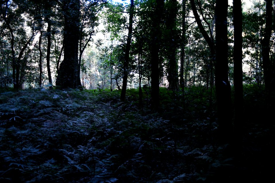 Macquarie Rivulet, Macquarie Pass National Park, New South Wales, Australia 02