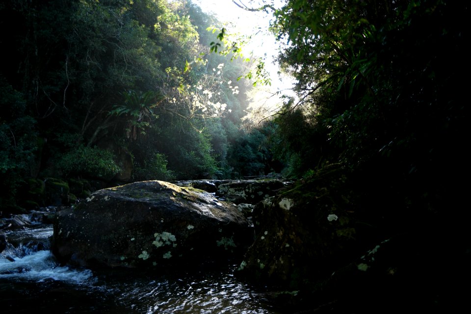 Macquarie Rivulet, Macquarie Pass National Park, New South Wales, Australia 48
