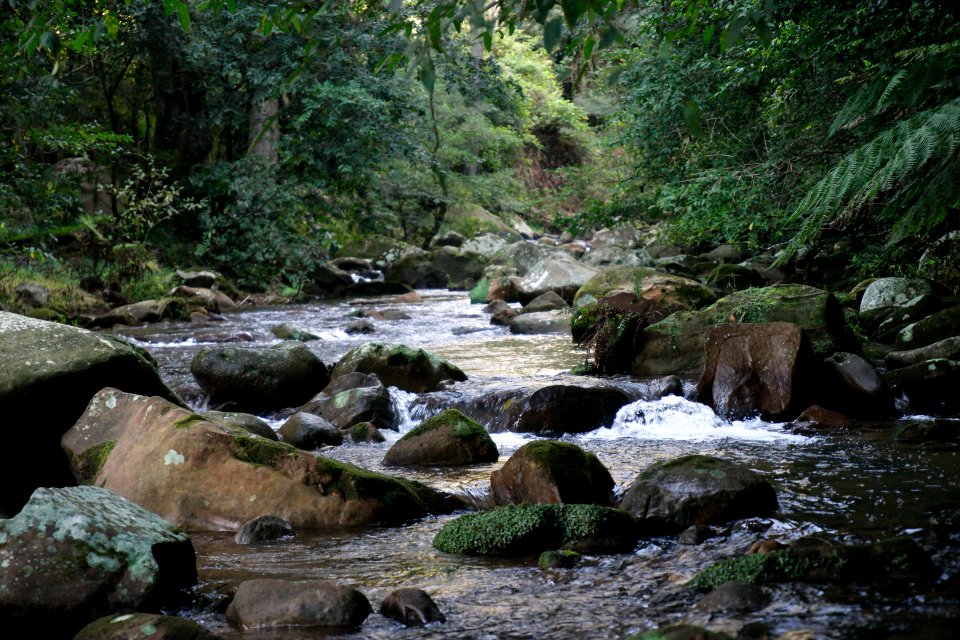 Macquarie Rivulet, Macquarie Pass National Park, New South Wales, Australia 16