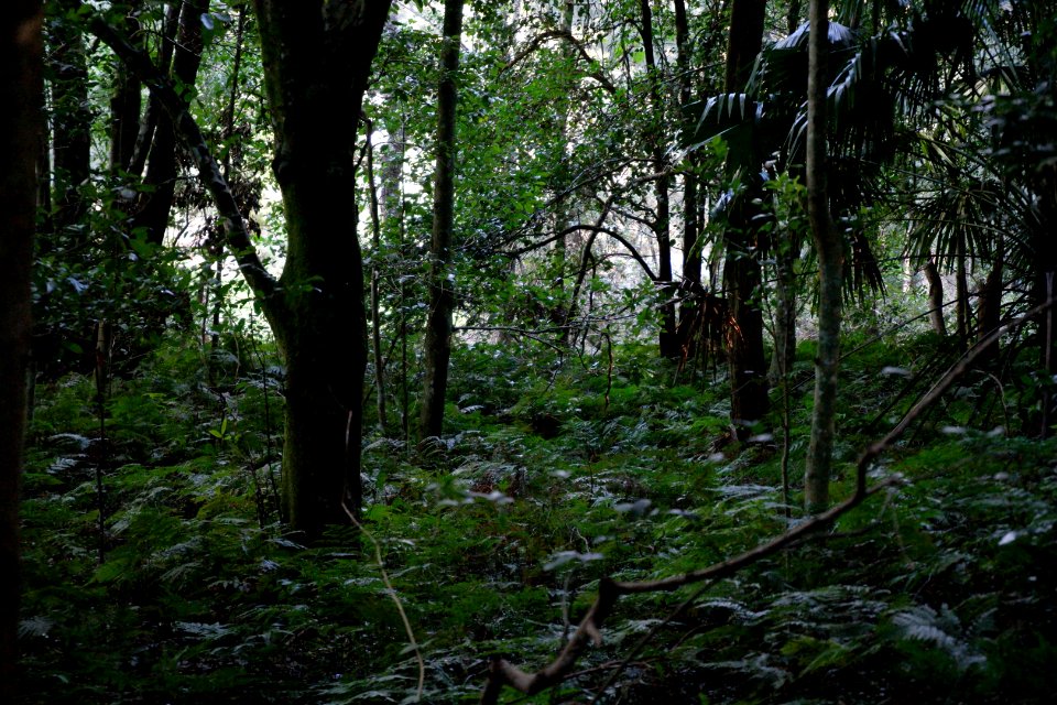 Macquarie Rivulet, Macquarie Pass National Park, New South Wales, Australia 01