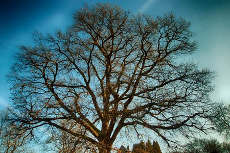 Bark german oak aesthetic